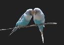 lovebirds.gif