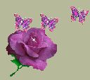 purplerose.gif